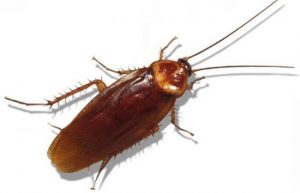 mo thay gian danh so gi